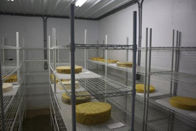 cheese